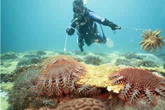 棘冠海星大爆發 學者憂石珊瑚2年被啃光