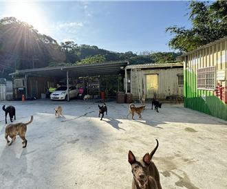 幫萌孩找家 新北動保處成功送出認養1249隻犬貓