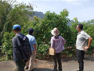 高雄酪梨農損補助5／21止 市府助加速核發救助金