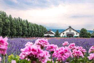 台灣虎航線上旅展開跑！單程未稅799起 再抽機票、住宿券