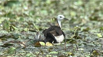 高市「生態給付」啟動 每巢水雉補助3000 草鴞現蹤獎1萬