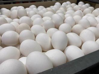 愛犬被抓走！飼主夫妻懷疑鄰居舉報  聯手蛋洗他家大門5個月