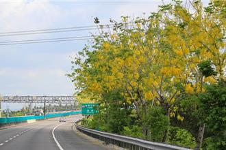 初夏國道賞花趣 5種花樹爭豔開放 範圍、花期一次看