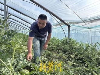 影》西瓜甜不甜？陸鑑瓜師3秒判別  月收入驚呆一票網友