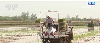 从经验种田到数据种地  陆智慧农业为夏粮丰产保驾护航