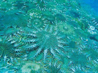 棘冠海星爆發 石珊瑚恐被啃光