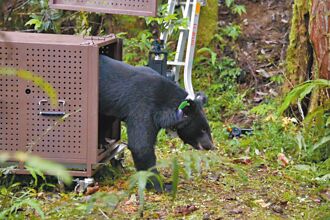 野放力鹿克 黑熊創花蓮追蹤最久紀錄