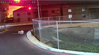 影》乱丢垃圾惯犯落网！「牠」扛整袋飞奔 桥下破袋检查