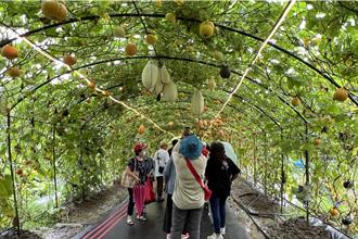 造橋南瓜季開幕！237公尺夢幻隧道 名廚蔡季芳料理秀吸睛