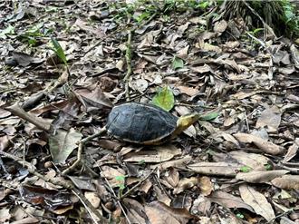 台中发80万生态薪水守护食蛇龟 号召25农友2社区响应