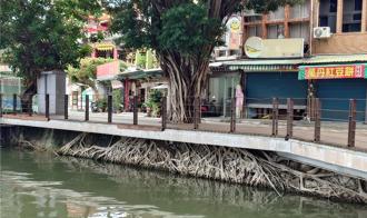 高雄蓮池潭「天空之城樹」免消失 人行道拓寬計畫喊卡