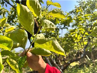 嘉義縣番路鄉農會聯手嘉大 柿葉變身洗沐產品 年底試賣