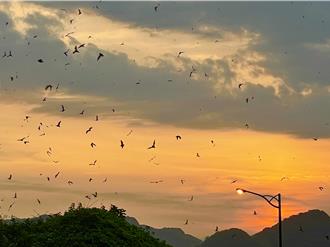 為台爭光！《蝠路雙全》紀錄片連獲國際大獎