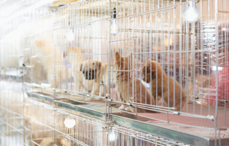 影》168隻貓狗擠小屋驚人畫面曝！屋主面臨632項虐待動物指控