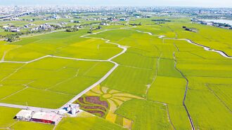 宜蘭版伯朗大道 三奇美徑彩繪田 繽紛一夏