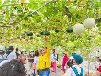 淡水南瓜產季 農場推南瓜食農體驗