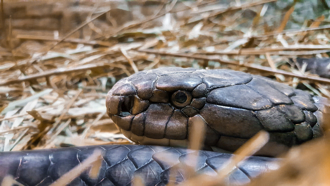 超巨眼鏡王蛇跑進學校！泰捕蛇人纏鬥30分鐘抓住 畫面驚悚