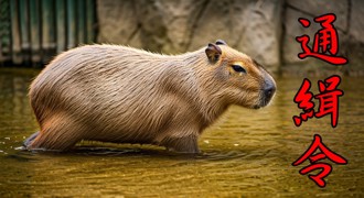 水豚君集體叛逃月餘日 陸動物園出通緝令「抓到有賞」