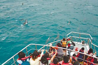 花蓮 百隻鯨豚躍水面 偏鄉童驚喜