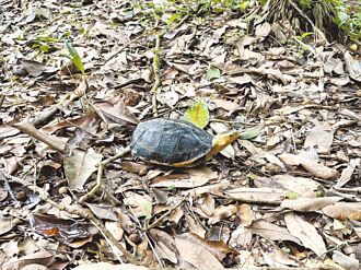 台中 守护食蛇龟 林保署将扩大给付
