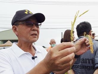 稻田受寒害過半成「空包彈」！農民悲喊：成本都收不回