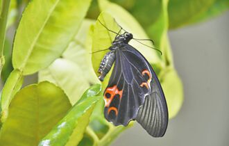 八卦山生態佳 親子喜迎紫斑蝶