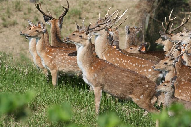 墾丁國家公園復育梅花鹿有成，可以和梅花鹿不期而遇，有網友撿到梅花鹿角超興奮。墾管處指出，若在特別景觀區或生態保護區撿拾鹿角並帶走，可罰3000元。（墾管處提供／羅琦文屏東傳真）