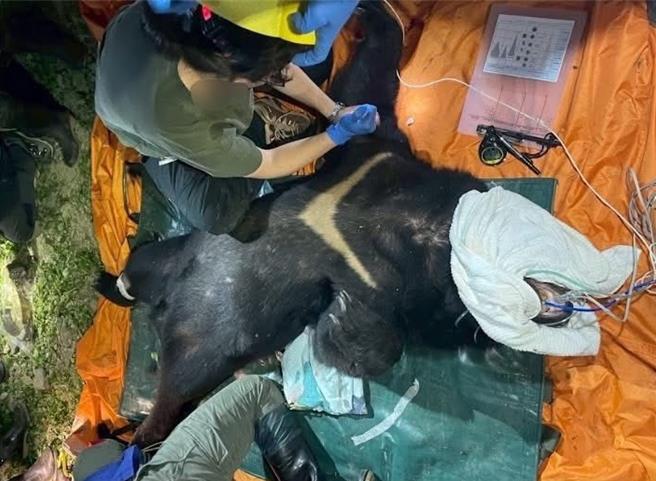 花蓮中正部落巡守隊員4月21日晚間遇頸圈編號YNP-BB02台灣黑熊襲擊開槍自衛，黑熊經搶救不治。（林保署花蓮分屬提供／楊靜茹南投傳真）