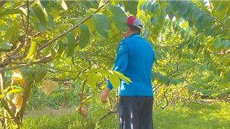 颱風侵襲害減產 釋迦收入保險理賠3.73億元