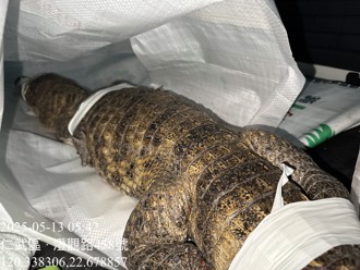 影》高雄驚見150cm大鱷魚趴趴走 居民嚇爆 