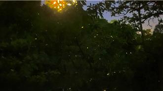 桃園山豬湖生態復育 螢火蟲生態觀察活動名額5分鐘秒殺