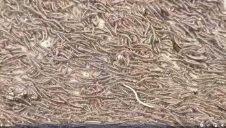 大地震前兆？彰化上万只马陆倾巢而出 专家：跟1因素有关