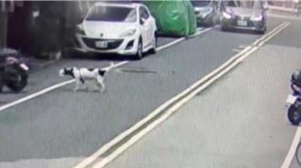 毛小孩自套塑膠袋窒息亡 新北動保處重罰飼主1.5萬元