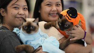 寵物險規模 仍處歷史低檔