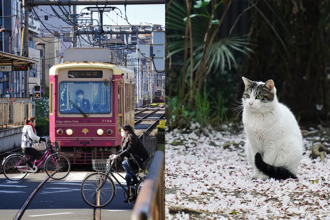 東京懷舊下町雜司谷　與貓咪邂逅的四季風情