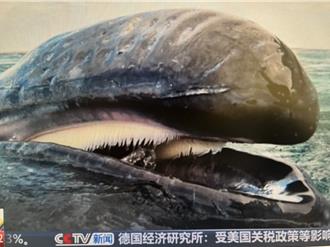 南极科考船偶遇意想不到的「大朋友」探班   超「鲸」喜