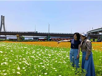 新北河濱公園變身繽紛花海 邀你漫步春日夢幻花園