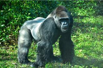 台湾人工哺育大猩猩「宝宝」荷兰罹病亡 北市动物园证实已安乐死