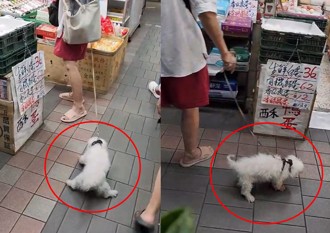 新北婦遛老狗走不動硬拖辯「為牠好」 引爆網友憤怒
