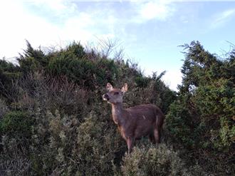 奇萊山「神獸」疑遭獵殺鹿茸遭鋸斷！  網友心痛盼速緝凶