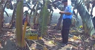 高雄蜂箱竊案連環爆　苦瓜農變蜂賊落網遭收押