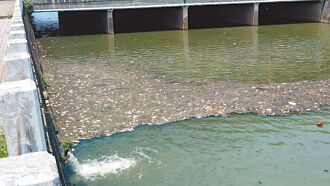 梧棲大排魚群常暴斃 市府要查