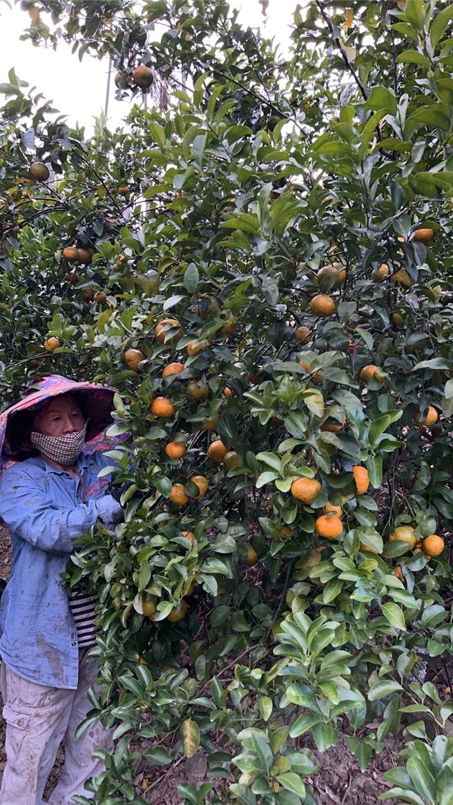 周姓果農說，中寮柳橙皮薄、果肉飽滿、甜度高，不僅香甜，還略帶酸味，豐富風味深受消費者喜愛。（周姓果農提供／楊靜茹南投傳真）
