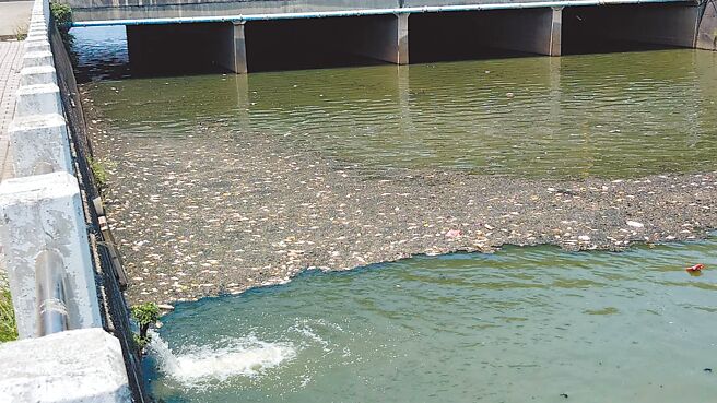 台中梧棲大排死魚事件頻傳，據附近居民記錄，今年1至5月已發生21起魚群暴斃案件。（市議員楊典忠提供／陳淑娥台中傳真）