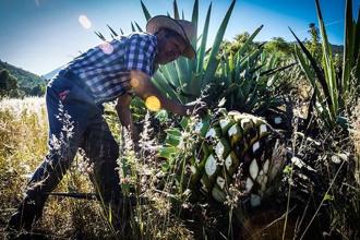 来自瓦哈卡的祝福 墨西哥烈酒：梅兹卡尔
