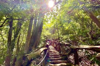 跟着布朗青蛙去旅行！大坑5-1号手作文学步道漫旅