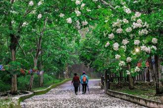 追花趣！彰化初夏多樣花卉接力綻放 花季浪漫啟程