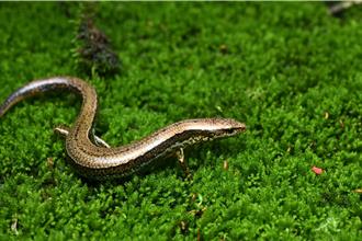 台師大命名霧林帶特有種「呂賴氏蜓蜥」 致敬山椒魚研究先驅