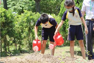 台灣原生種平地復育成功 「阿里山油菊」將遍地開花