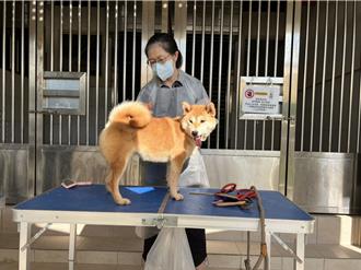  抓到了！竹縣飼主棄養16隻柴犬 動保所重罰41.5萬列黑名單